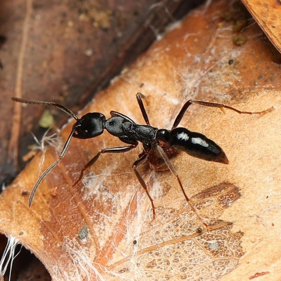 Leptogenys Kitteli Ant Breeding