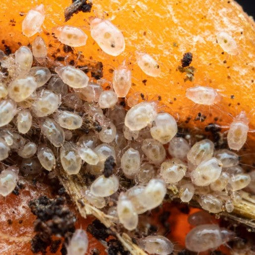 How to Get Rid of Grain Mites in Ant Nests (No Chemicals)