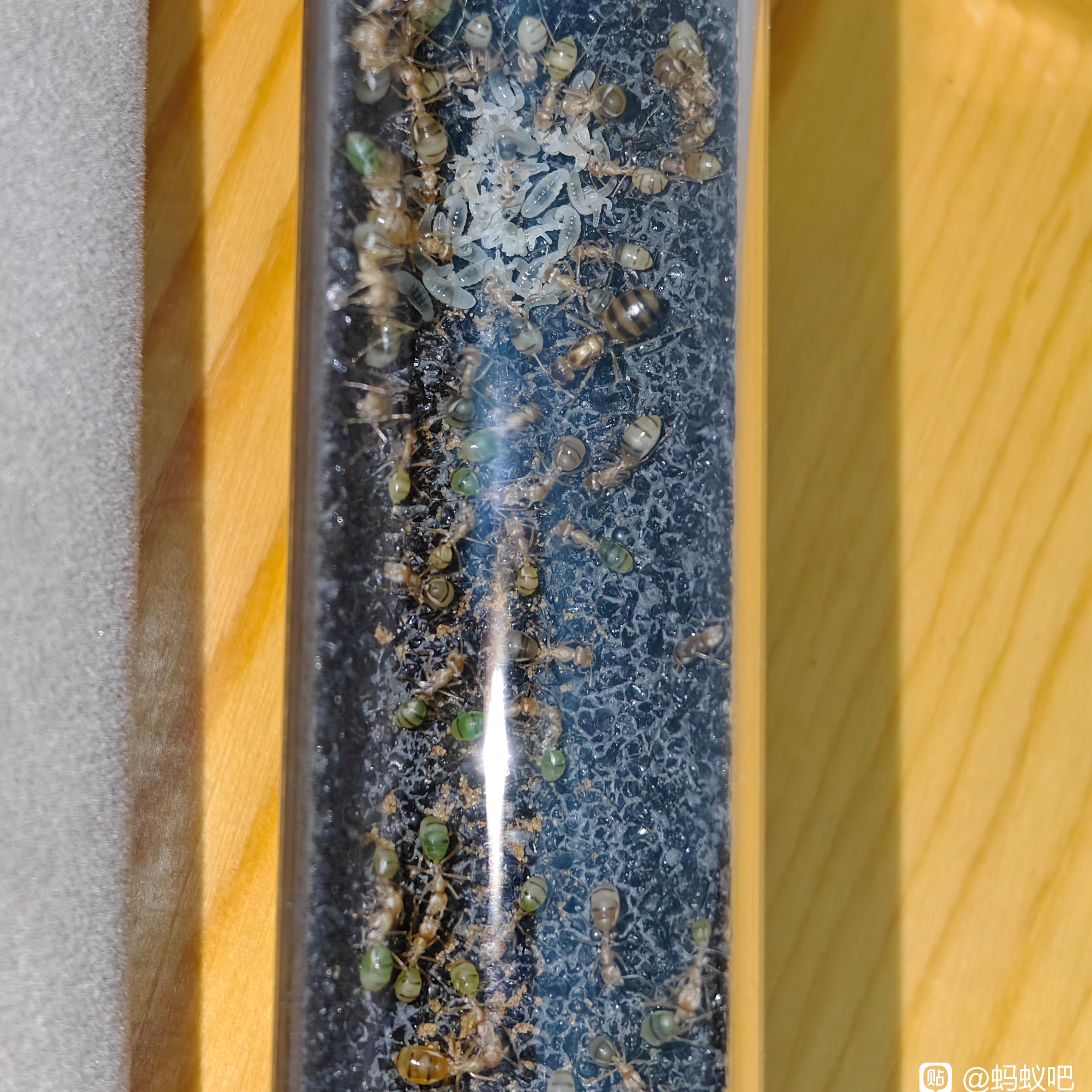 Cataglyphis pallida – Color-Changing Pale Ant Colony | Transparent-Bodied Species with Customizable Coloration | AntNook