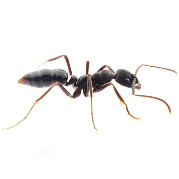Leptogenys kitteli – Kiwi’s Jaws Ant Colony | Army Ant Behavior & Unique Predator | AntNook