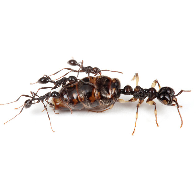 Aenictus spp. – Double-Node Army Ant | True Nomadic Swarm Predators