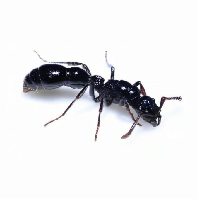 Cerapachys sulcinodis major – Giant Grooved-node Ant Colony | Dorylinae Predator Ant | AntNook