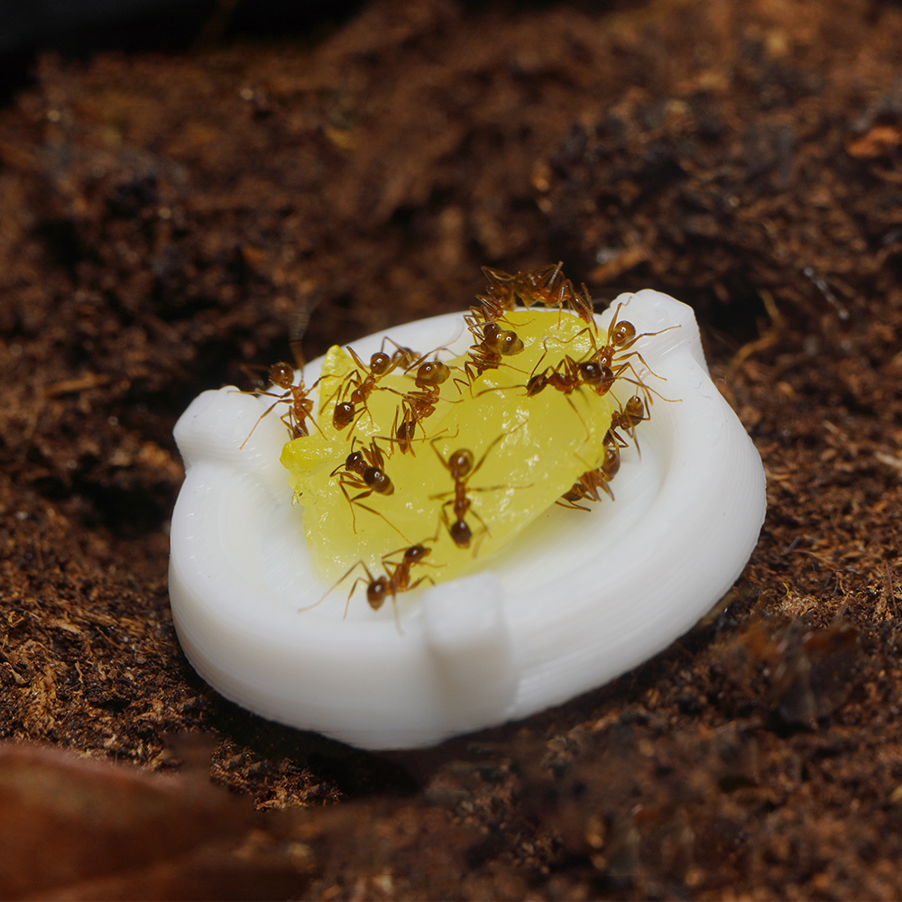 3D Printed Ant Feeding Dish Set - 10pcs Mini Food Bowls for Ant Foraging Area (Round & Rectangle)
