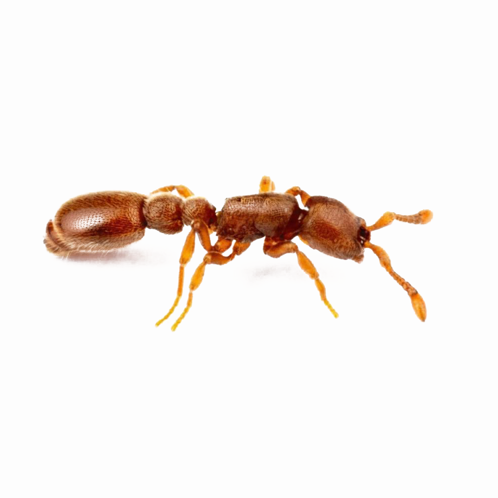 Ooceraea biroi – Clonal Raider Ant Colony | Self-Cloning Queenless Species | AntNook