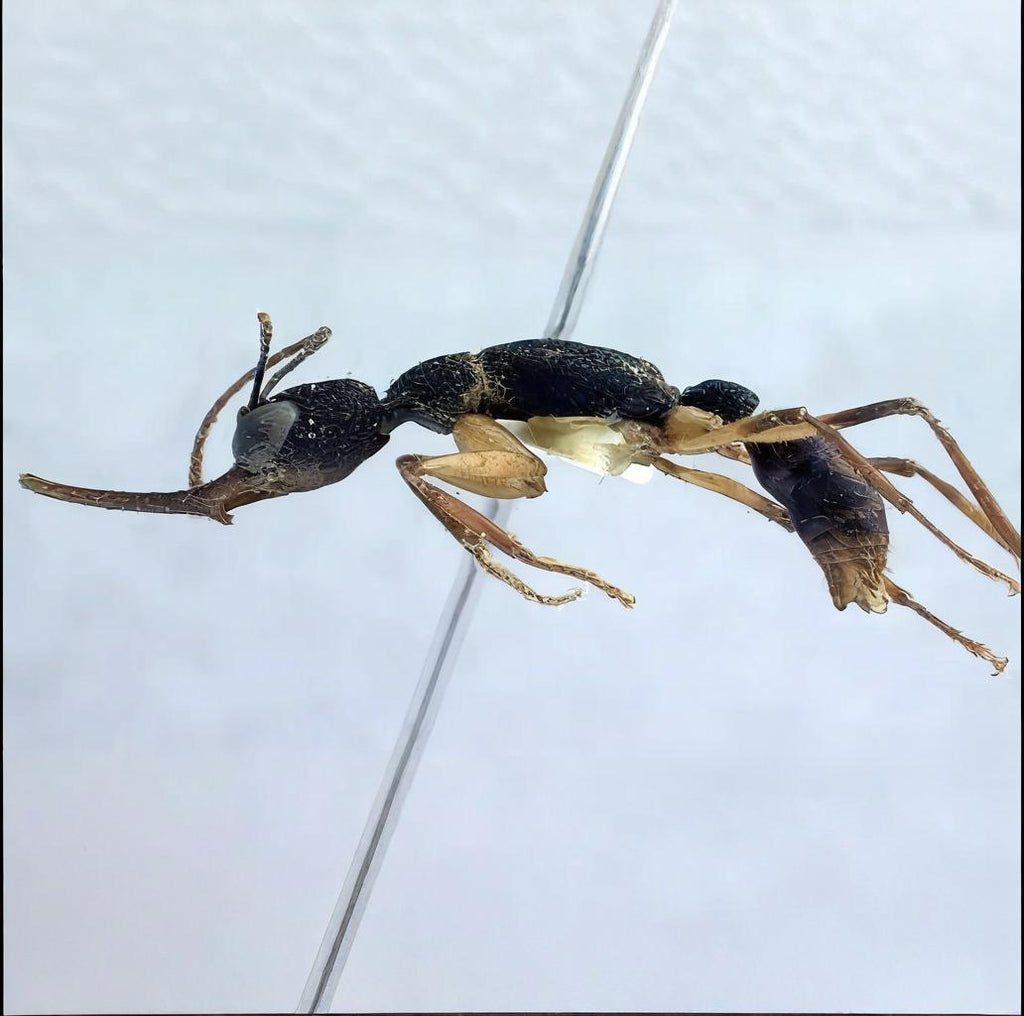 Harpegnathos venator – Jumping Ant Queen Colony | Exotic Predator Ant | AntNook
