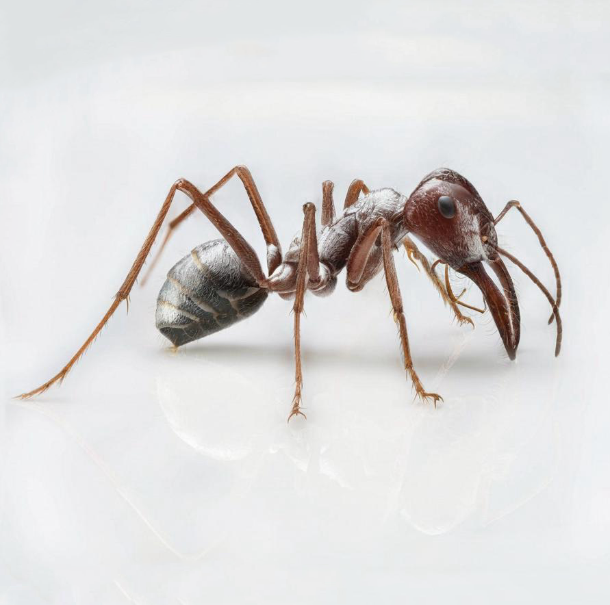 Cataglyphis bombycina – Saharan Silver Ant Colony | Fastest Desert Foragers | AntNook