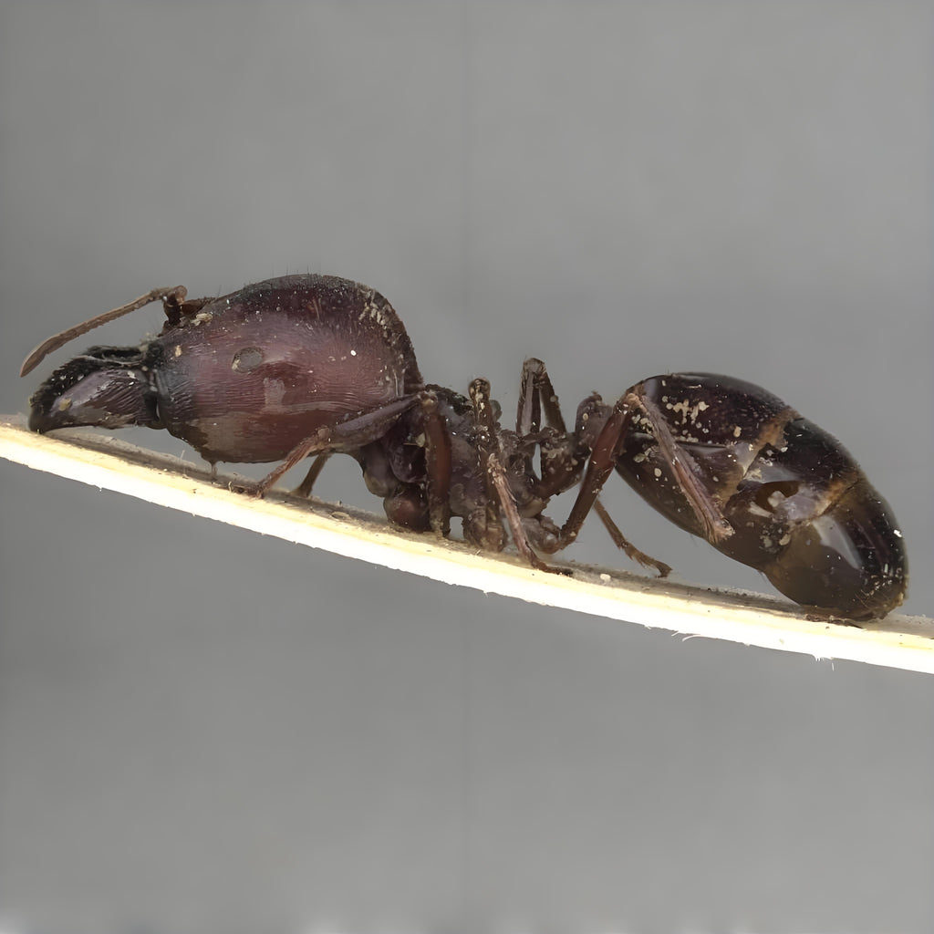 Carebara diversa – Marauder Ant Queen Colony | Extreme Polymorphism & Supercolony Expert | AntNook