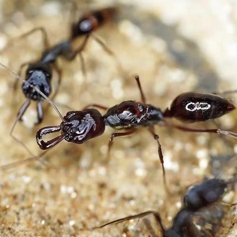 Messor cephalotes – Kenianische Ernteameisenkolonie | Riesige polymorphe Samenernter | AntNook