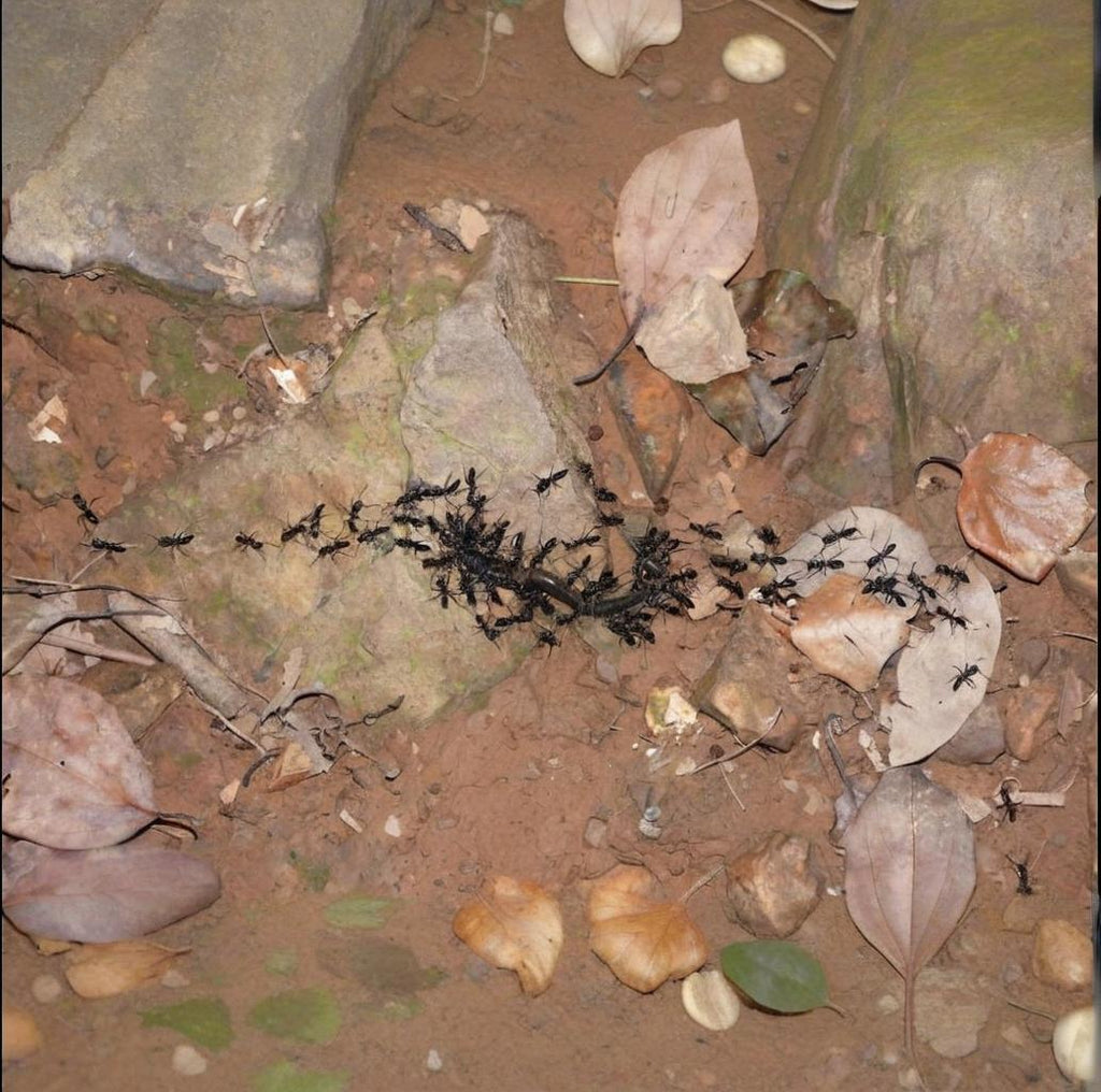 Leptogenys kitteli – Kiwi’s Jaws Ant Colony | Army Ant Behavior & Unique Predator | AntNook