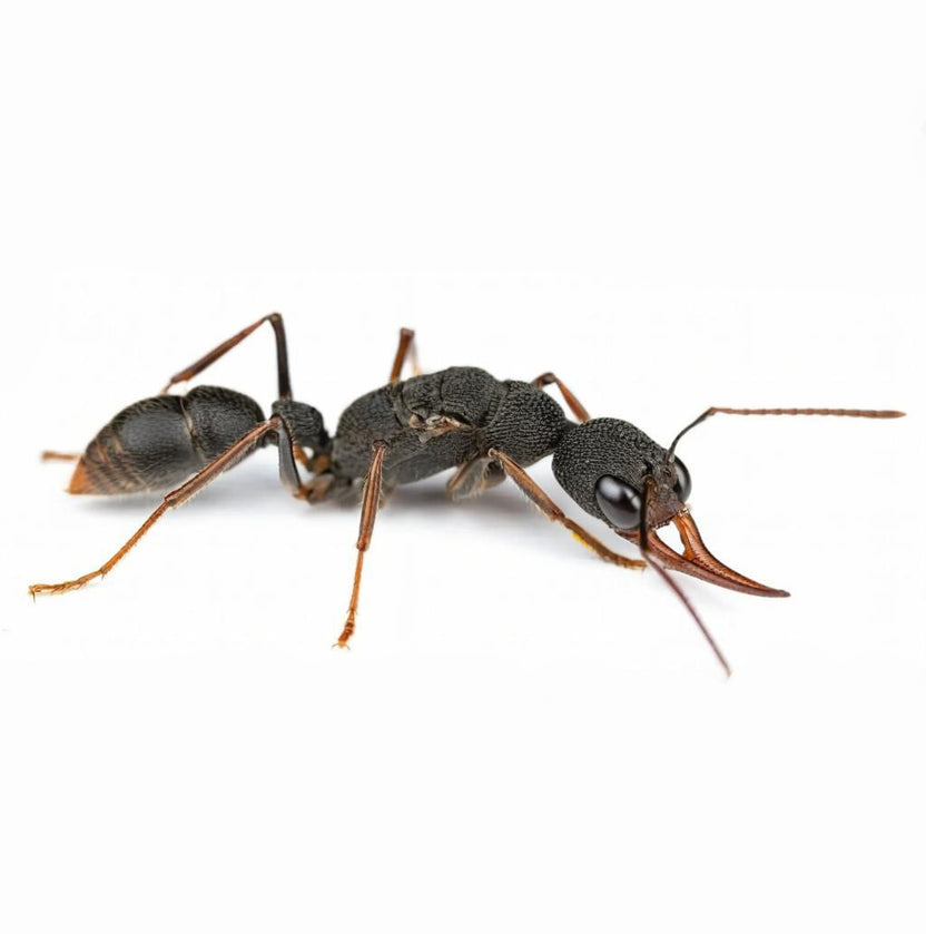 Harpegnathos venator – Jumping Ant Queen Colony | Exotic Predator Ant | AntNook