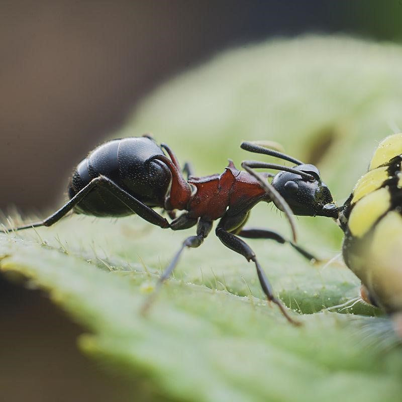 Polyrhachis lamellidens – Leaf-like Spiny Ant Colony | Armored Arboreal Ant with Parasitic Nesting Behavior | AntNook