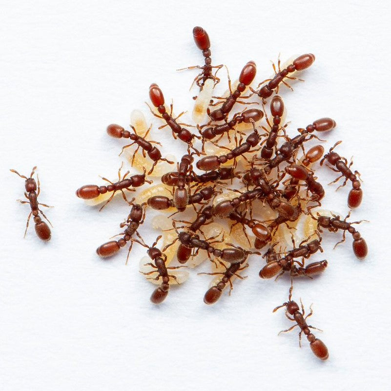 Ooceraea biroi – Clonal Raider Ant Colony | Self-Cloning Queenless Species | AntNook