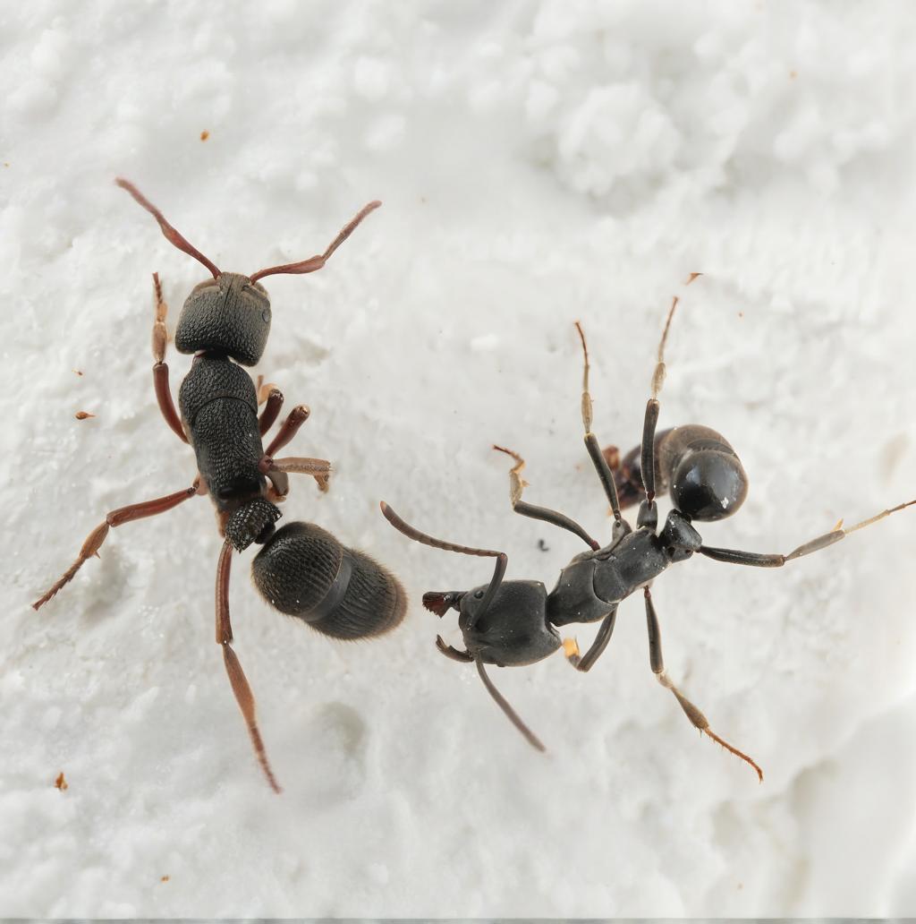 Pseudoneoponera rufipes – Red-footed Cave Ant Colony | Foam-Spouting Defense Specialist | AntNook