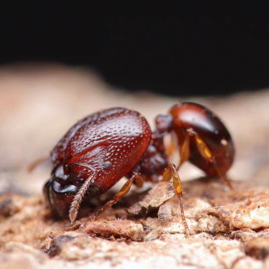 Acanthomyrmex crassispinus – Thick-spined Acrobat Ant Colony | Spined Myrmicinae with Unique Morphology | AntNook