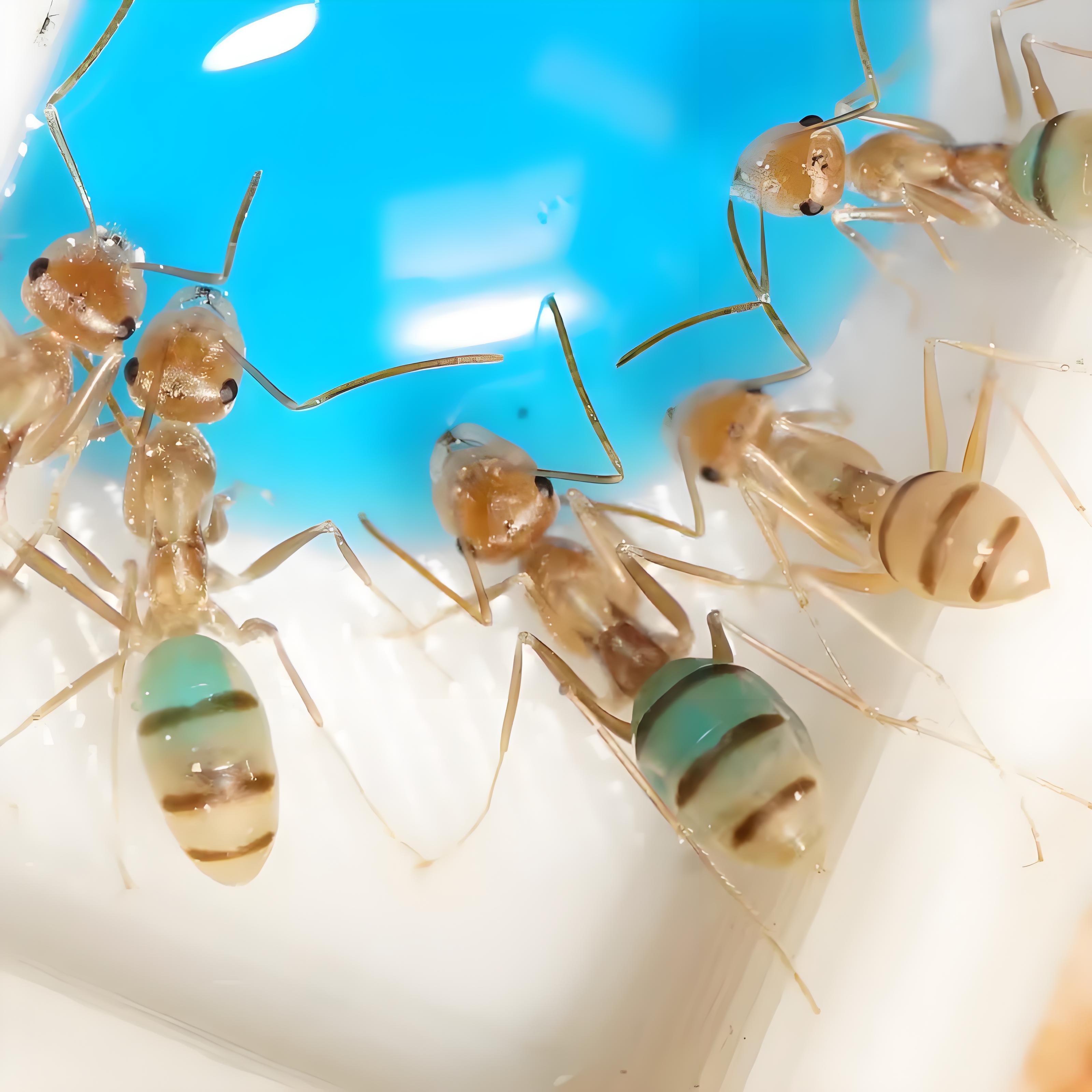Cataglyphis pallida – Color-Changing Pale Ant Colony | Transparent-Bodied Species with Customizable Coloration | AntNook