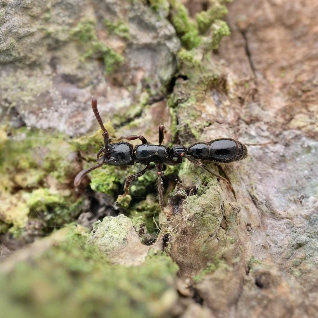 Cerapachys sulcinodis major – Giant Grooved-node Ant Colony | Dorylinae Predator Ant | AntNook
