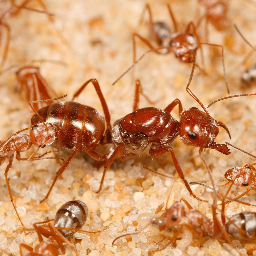 Cataglyphis bombycina – Saharan Silver Ant Colony | Fastest Desert Foragers | AntNook