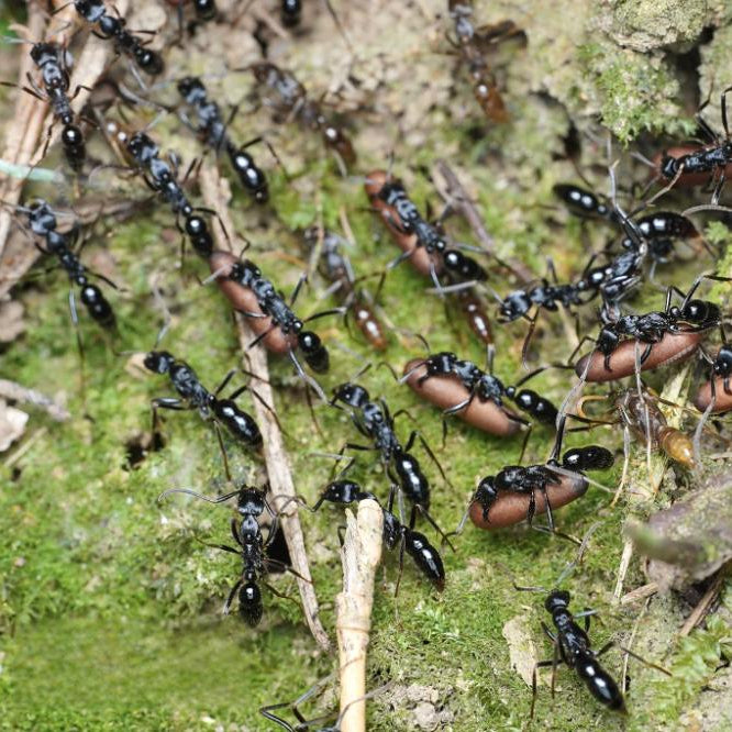 Leptogenys kitteli – Kiwi’s Jaws Ant Colony | Army Ant Behavior & Unique Predator | AntNook