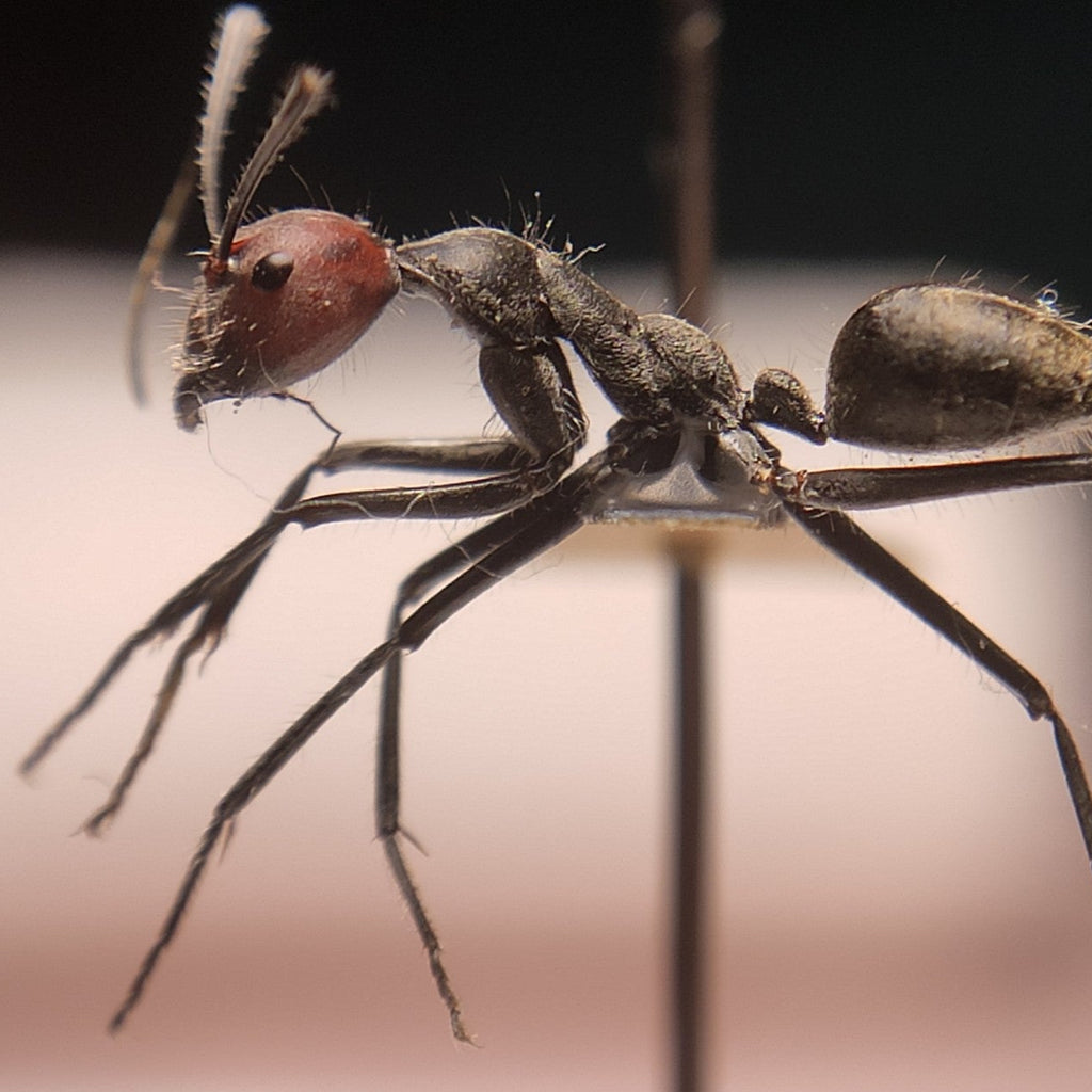 Camponotus singularis – Red-headed Carpenter Ant Colony | Giant Asian Species with Striking Coloration | AntNook