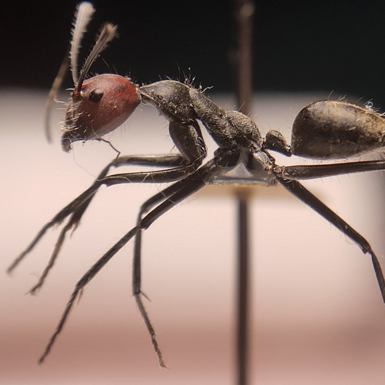 Camponotus singularis – Red-headed Carpenter Ant Colony | Giant Asian Species with Striking Coloration | AntNook