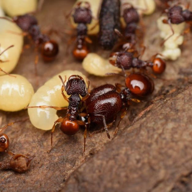 Acanthomyrmex crassispinus – Thick-spined Acrobat Ant Colony | Spined Myrmicinae with Unique Morphology | AntNook