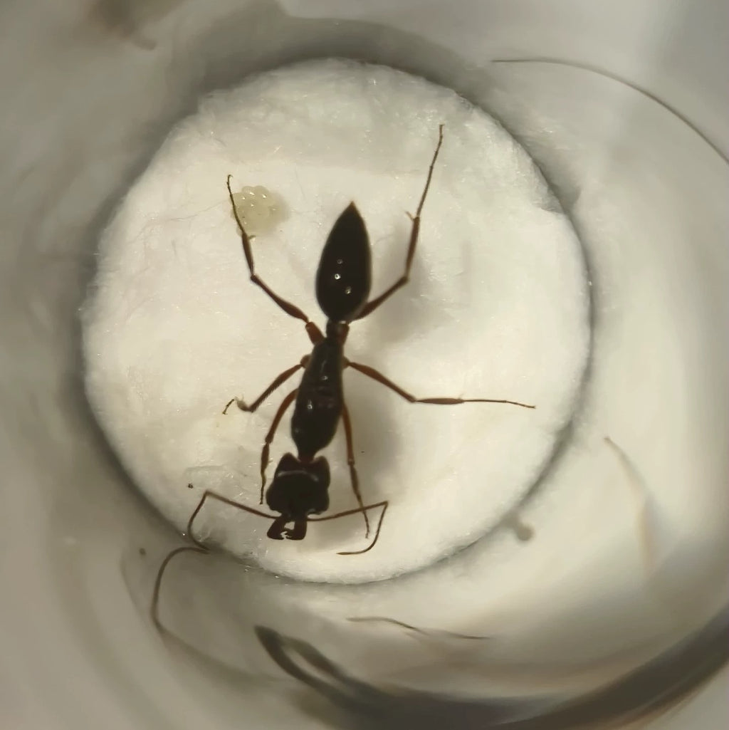 Messor cephalotes – Kenianische Ernteameisenkolonie | Riesige polymorphe Samenernter | AntNook