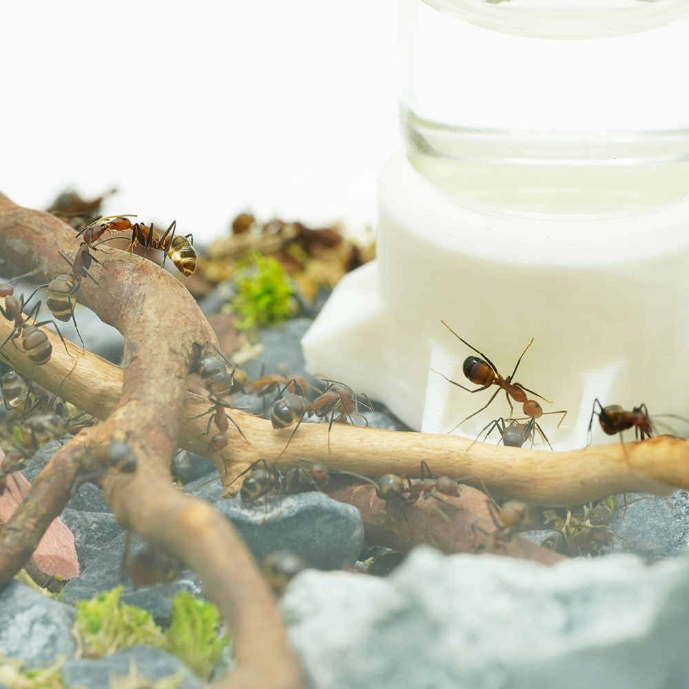 3D Printed Internal Water Feeder for Ant Nest - 5ml/10ml Glass Bottle for Hydration & Humidity Control
