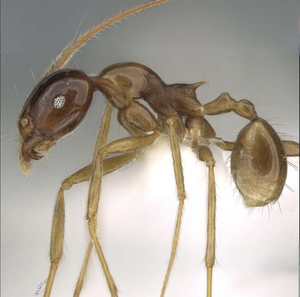 Polymorphism Ant Carebara diversa Colony | Live Marauder Ants | AntNook