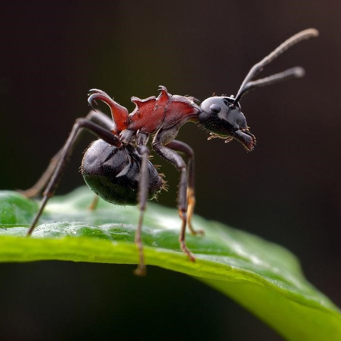 Polyrhachis lamellidens – Leaf-like Spiny Ant Colony | Armored Arboreal Ant with Parasitic Nesting Behavior | AntNook