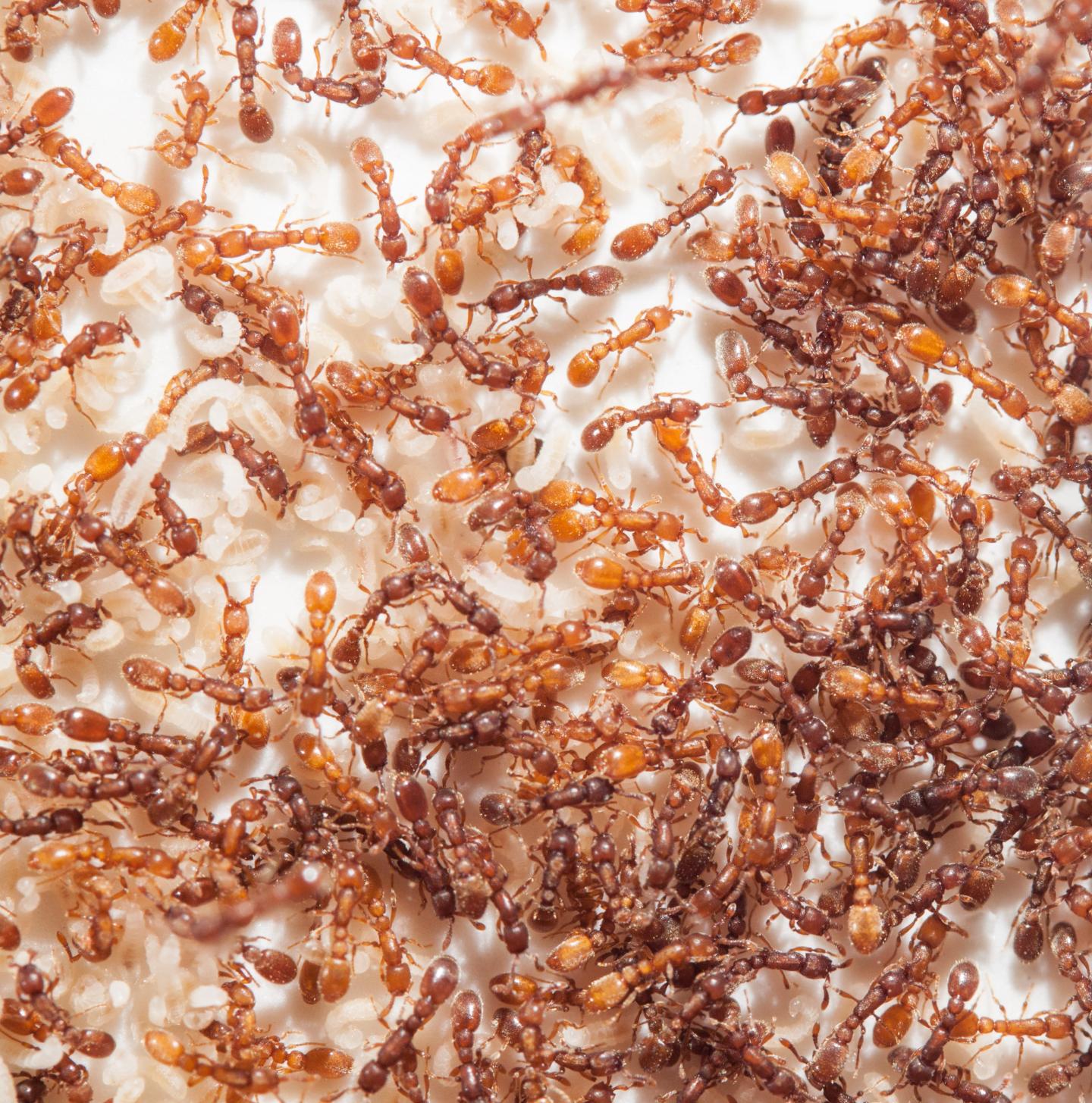 Ooceraea biroi – Clonal Raider Ant Colony | Self-Cloning Queenless Species | AntNook