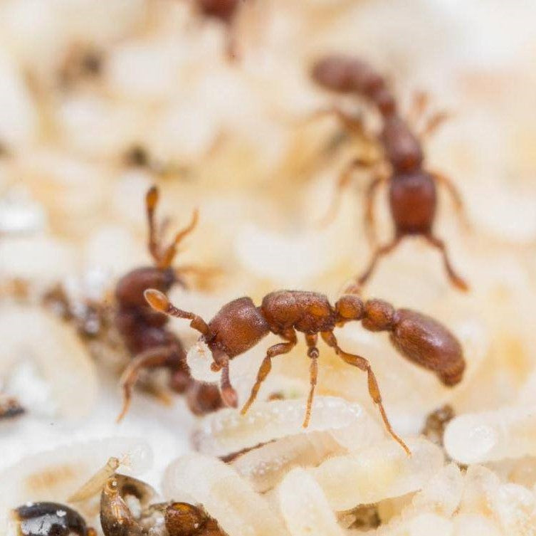 Ooceraea biroi – Clonal Raider Ant Colony | Self-Cloning Queenless Species | AntNook