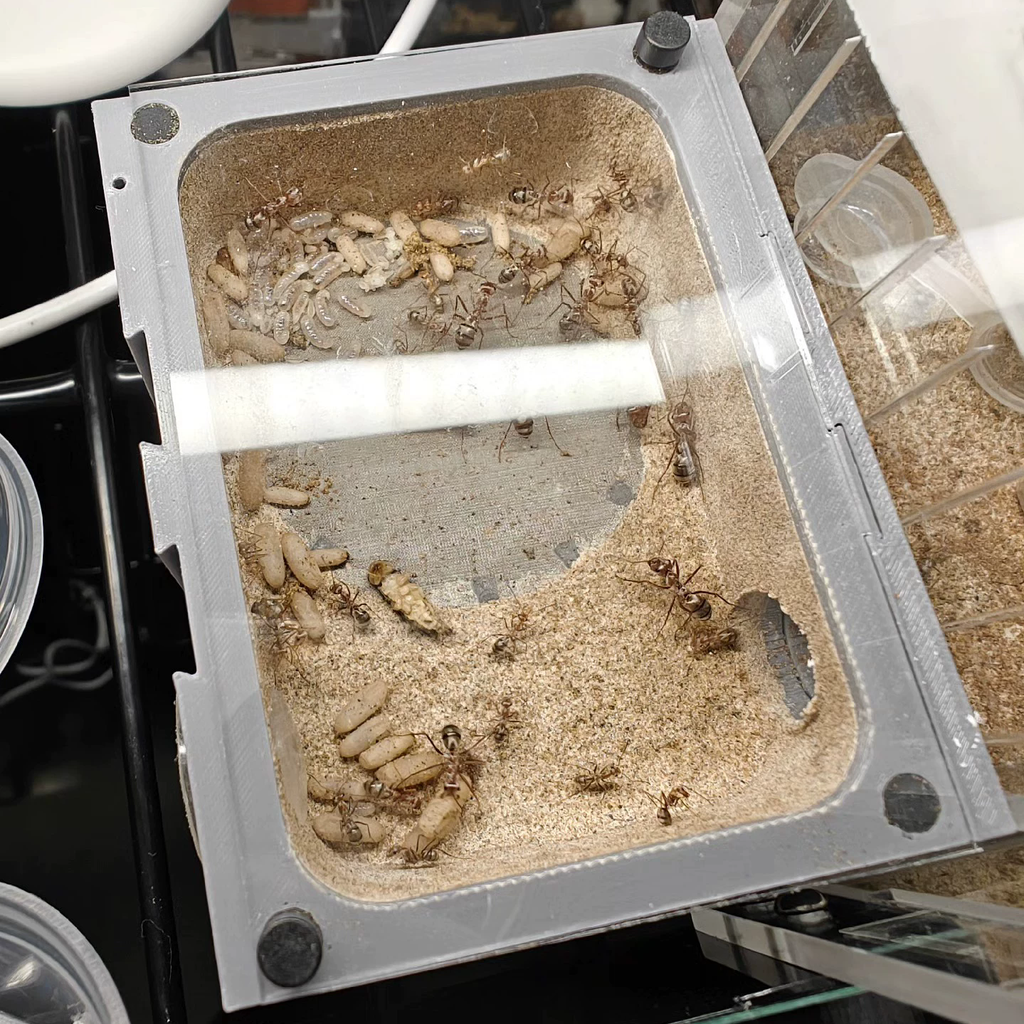 Cataglyphis bombycina – Saharan Silver Ant Colony | Fastest Desert Foragers | AntNook