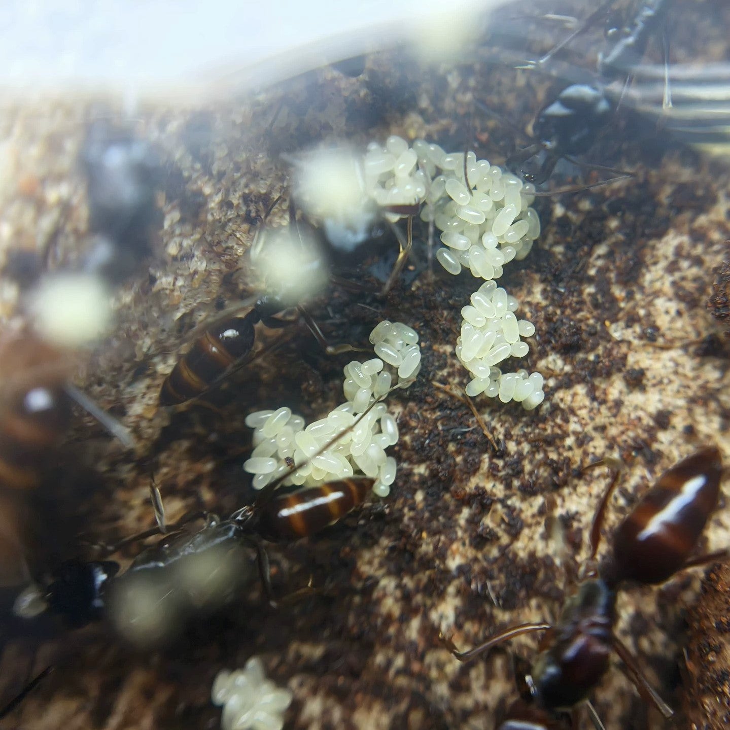 Messor cephalotes – Kenianische Ernteameisenkolonie | Riesige polymorphe Samenernter | AntNook