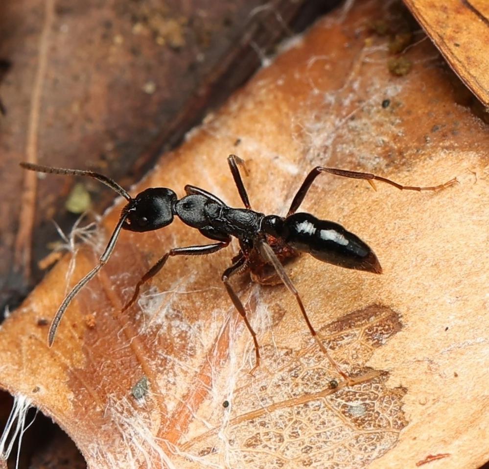 Leptogenys kitteli – Kiwi’s Jaws Ant Colony | Army Ant Behavior & Unique Predator | AntNook