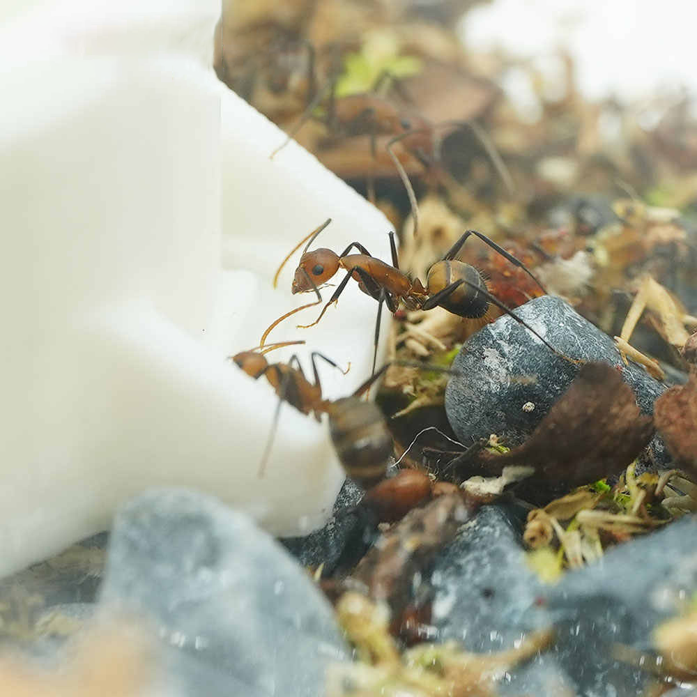 3D Printed Internal Water Feeder for Ant Nest - 5ml/10ml Glass Bottle for Hydration & Humidity Control