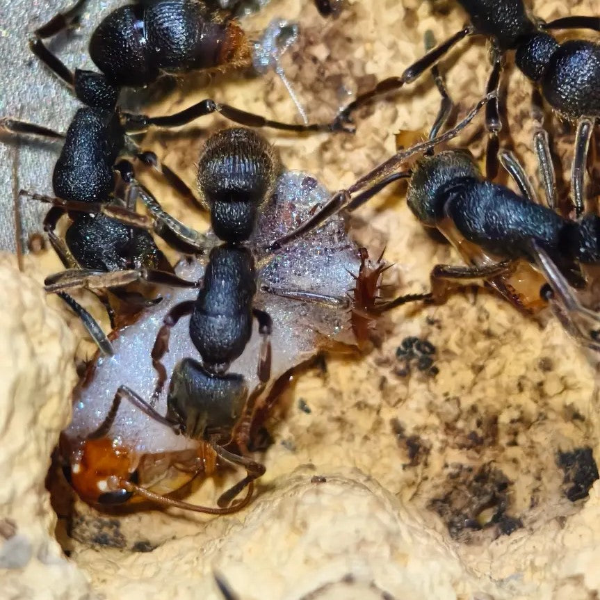 Pseudoneoponera rufipes – Red-footed Cave Ant Colony | Foam-Spouting Defense Specialist | AntNook