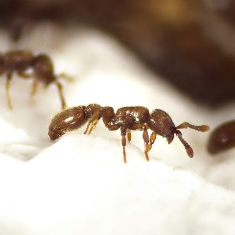 Ooceraea biroi – Clonal Raider Ant Colony | Self-Cloning Queenless Species | AntNook