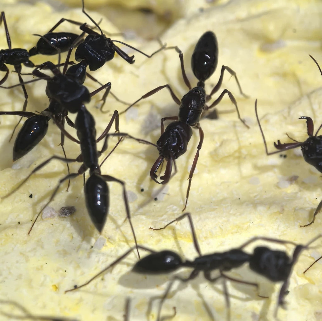 Messor cephalotes – Kenianische Ernteameisenkolonie | Riesige polymorphe Samenernter | AntNook