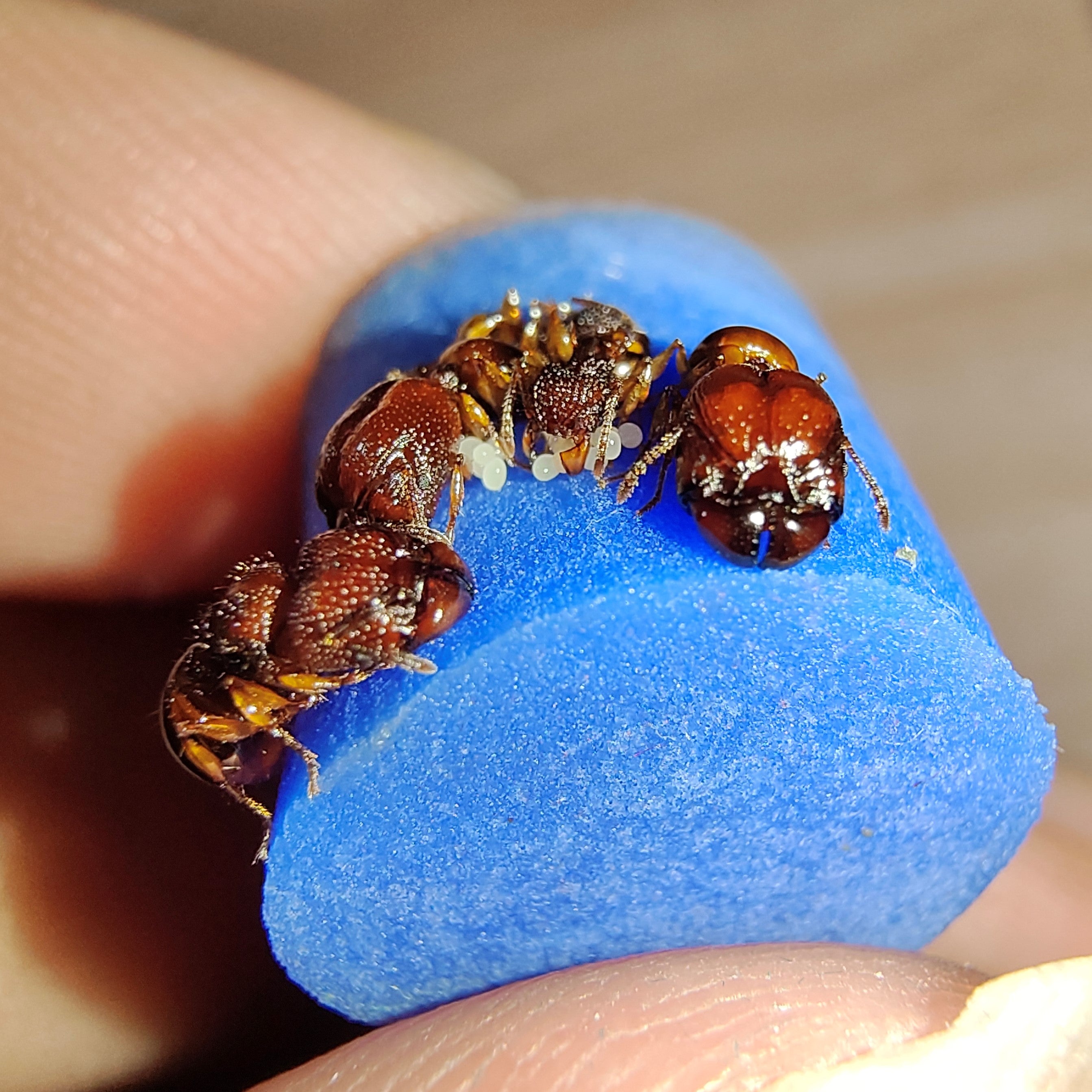 Acanthomyrmex crassispinus – Thick-spined Acrobat Ant Colony | Spined Myrmicinae with Unique Morphology | AntNook