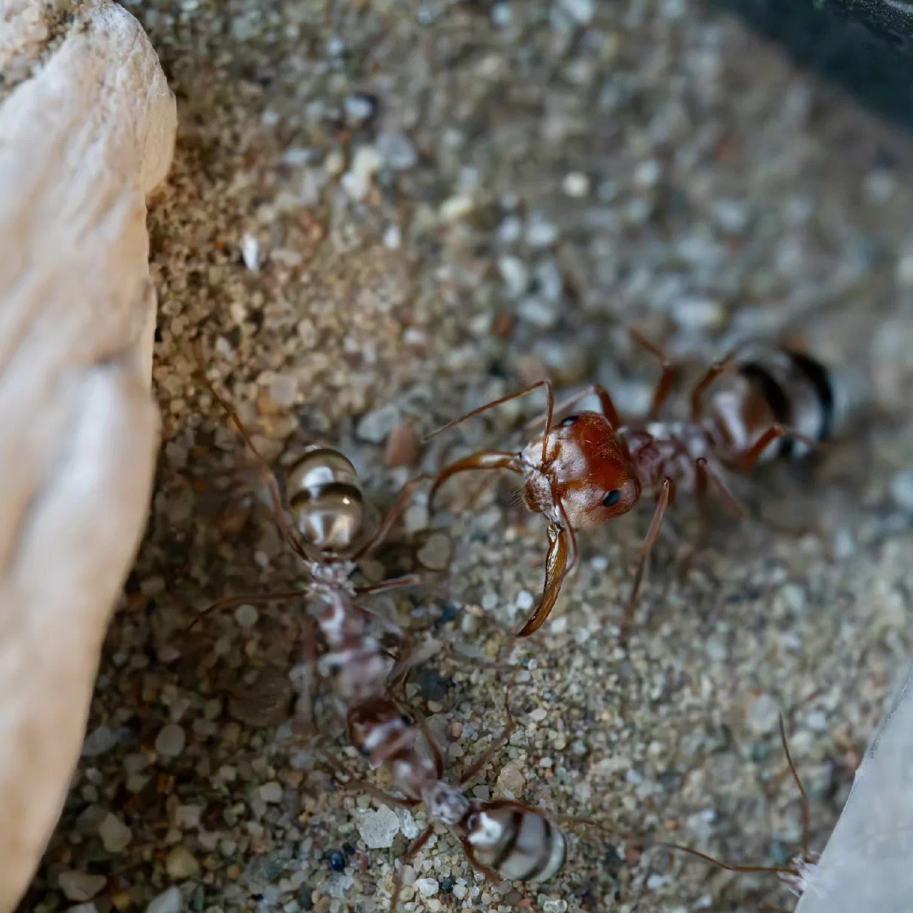 Cataglyphis bombycina – Saharan Silver Ant Colony | Fastest Desert Foragers | AntNook