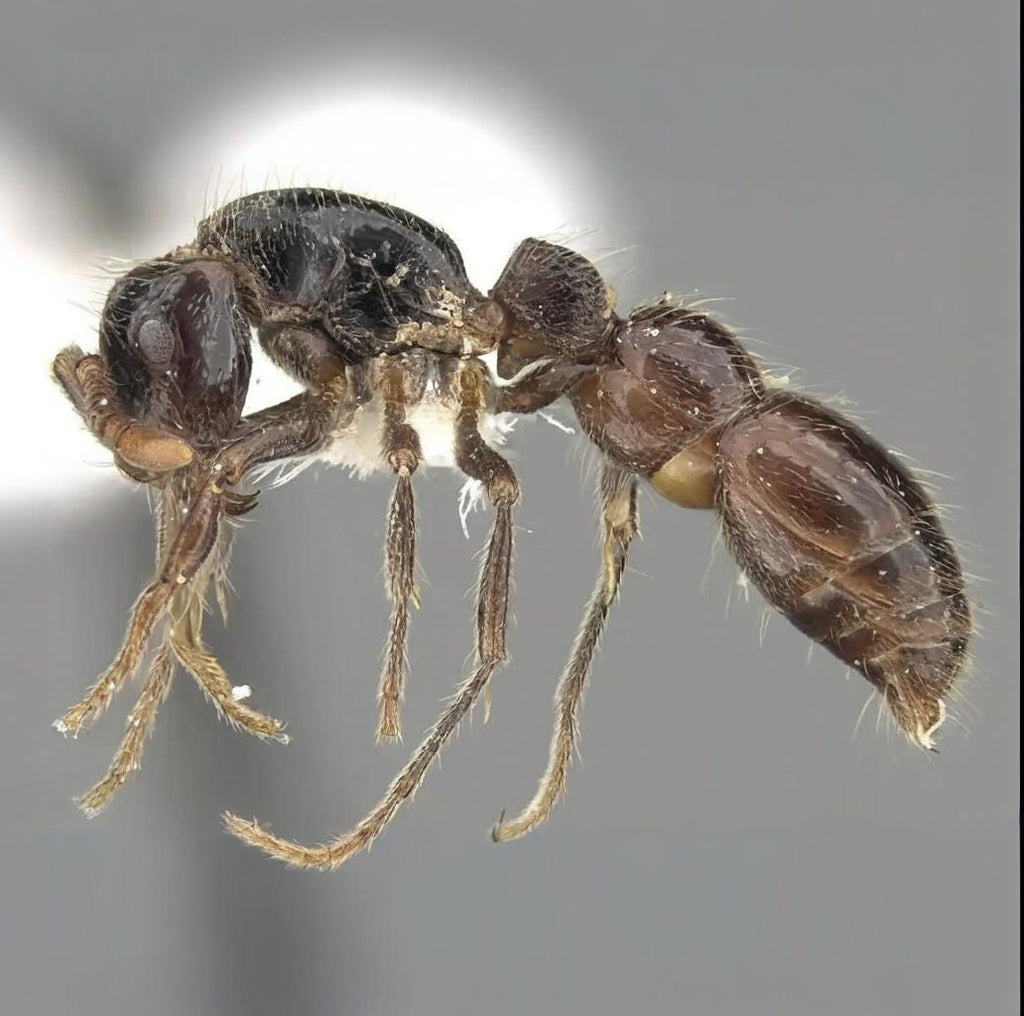 Cerapachys sulcinodis major – Giant Grooved-node Ant Colony | Dorylinae Predator Ant | AntNook