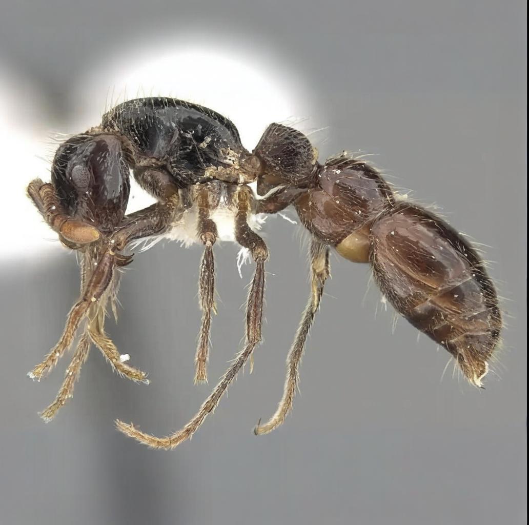 Cerapachys sulcinodis major – Giant Grooved-node Ant Colony | Dorylinae Predator Ant | AntNook