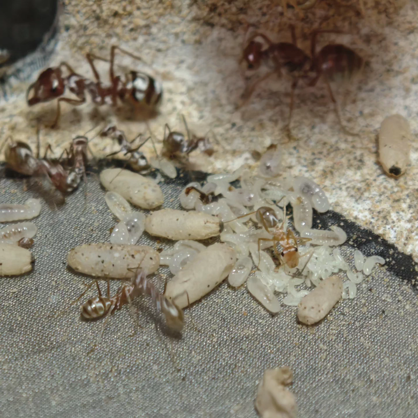 Cataglyphis bombycina – Saharan Silver Ant Colony | Fastest Desert Foragers | AntNook