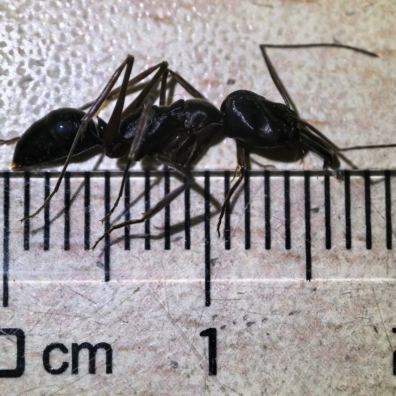 Messor cephalotes – Kenianische Ernteameisenkolonie | Riesige polymorphe Samenernter | AntNook
