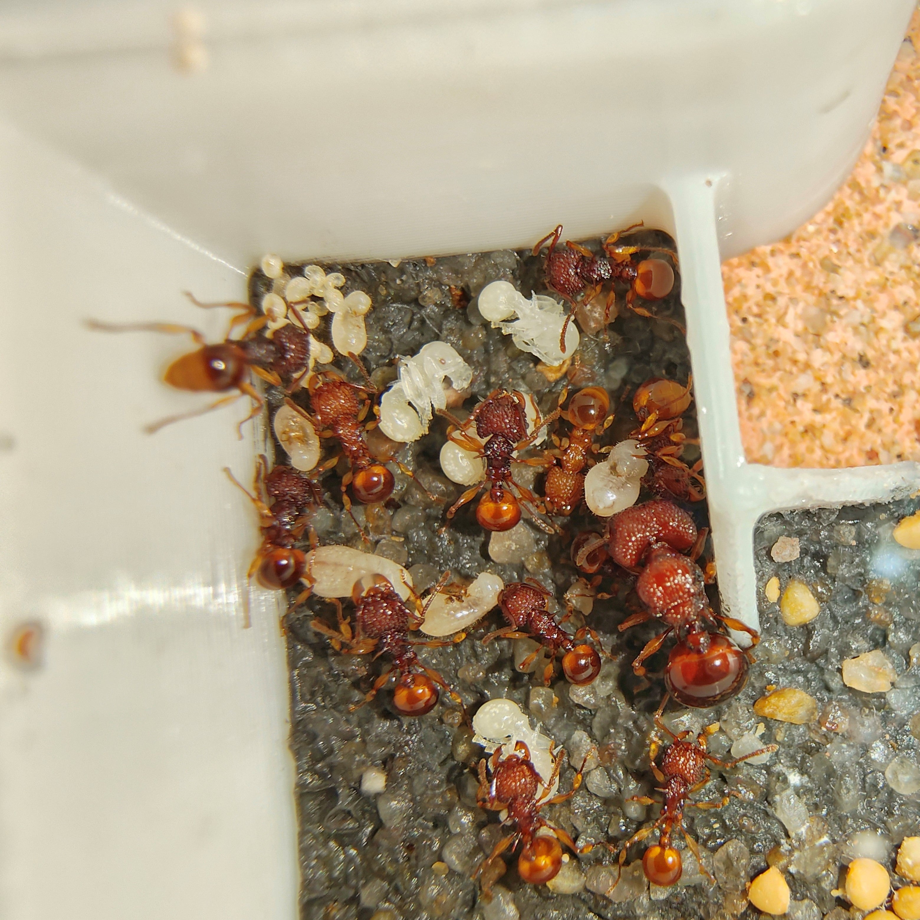 Acanthomyrmex crassispinus – Thick-spined Acrobat Ant Colony | Spined Myrmicinae with Unique Morphology | AntNook