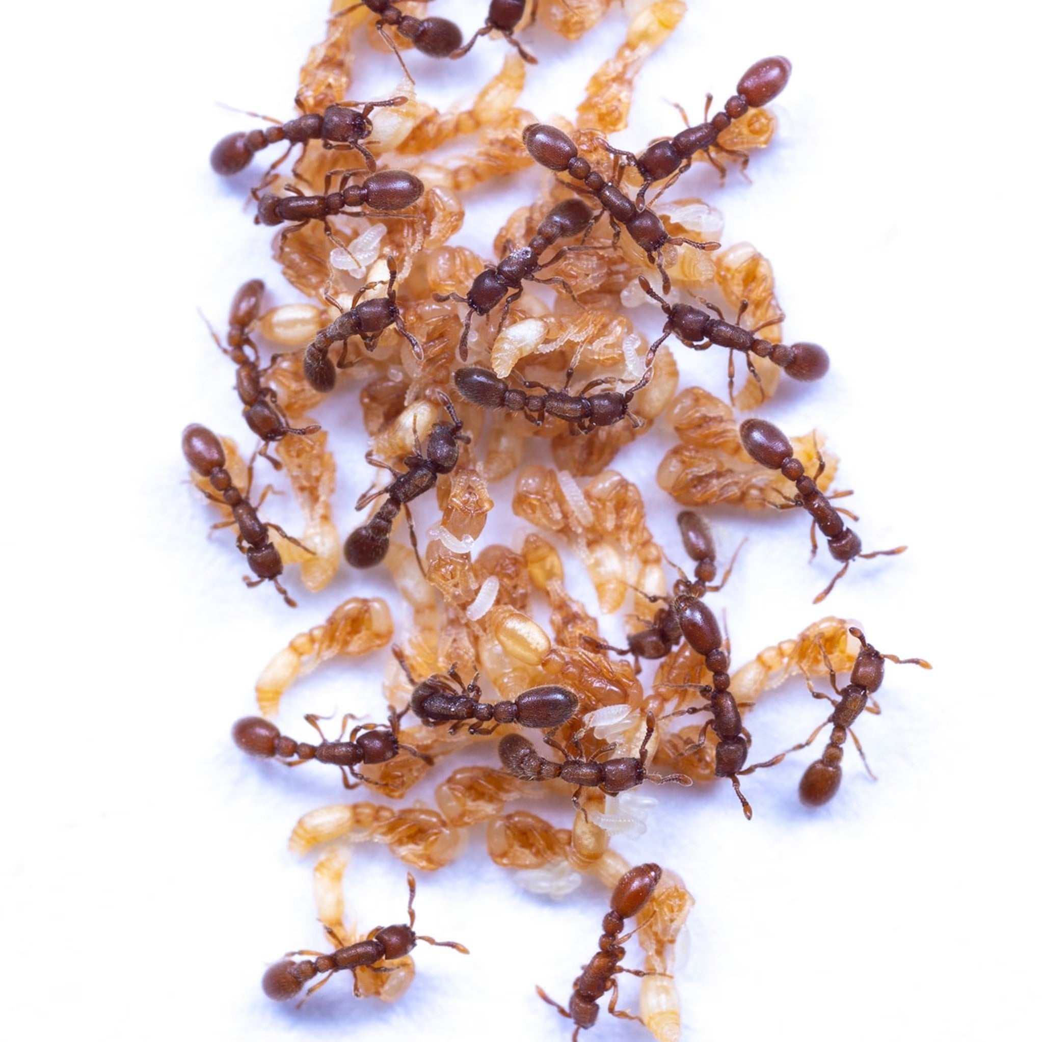 Ooceraea biroi – Clonal Raider Ant Colony | Self-Cloning Queenless Species | AntNook