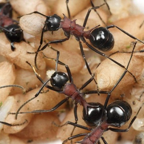Polyrhachis lamellidens – Leaf-like Spiny Ant Colony | Armored Arboreal Ant with Parasitic Nesting Behavior | AntNook