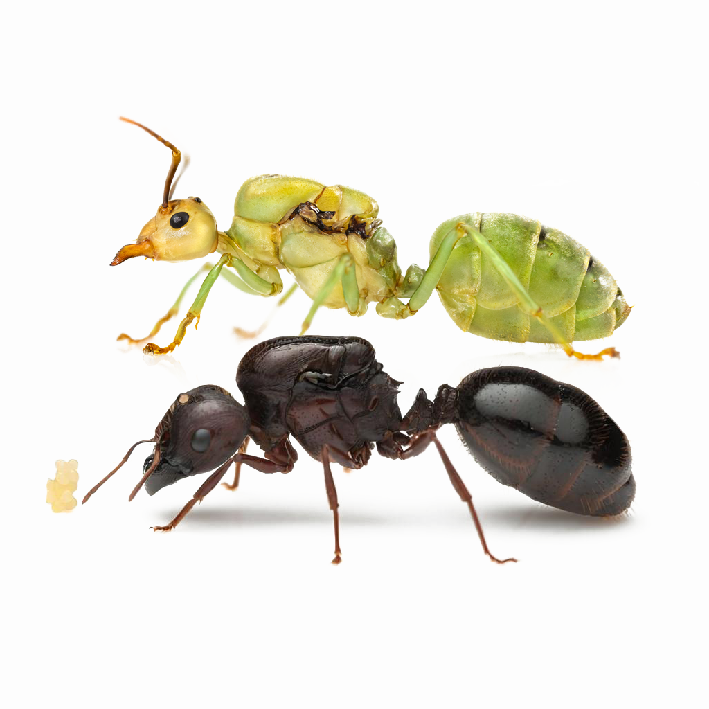 Fall Ant Combo Event – Two Colonies