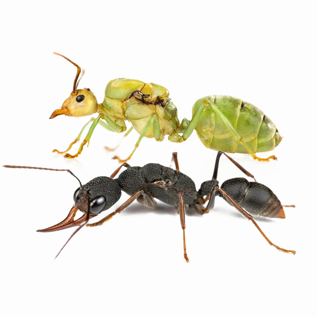 Fall Ant Combo Event – Two Colonies