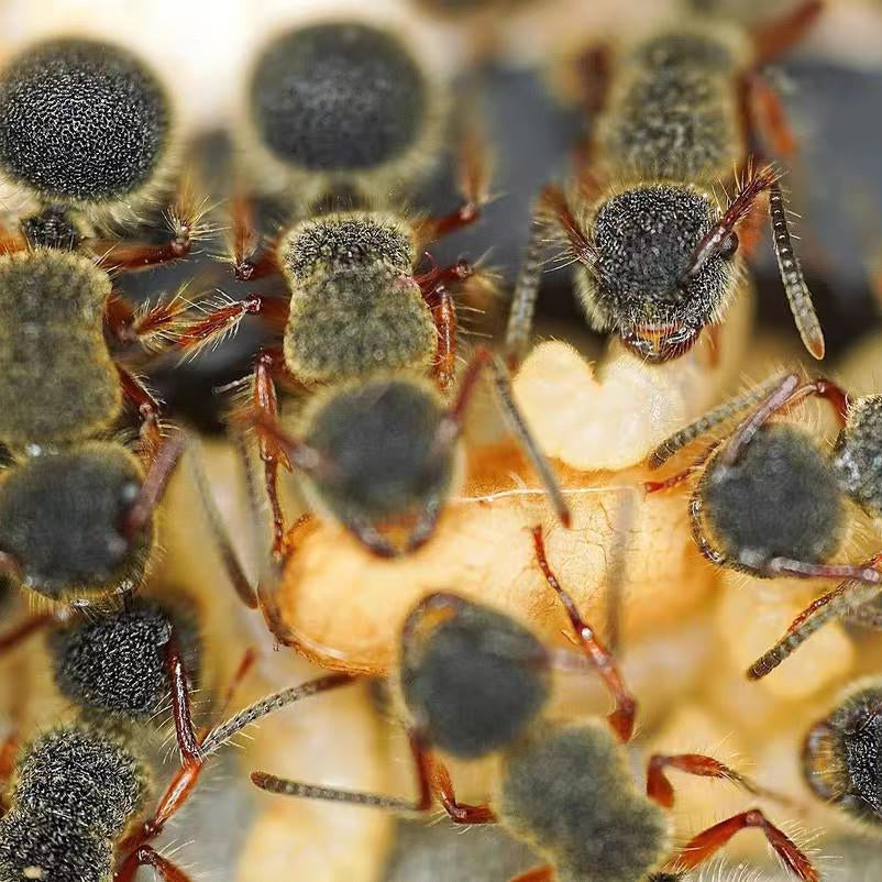 Echinopla cherapunjiensis – Cherapunji-Dornenameisenkolonie | Seltene Zierart mit einzigartiger Morphologie | AntNook